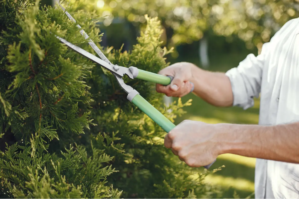 A professional arborist carefully trims the branches of a mature tree using a chainsaw and other specialized tools.