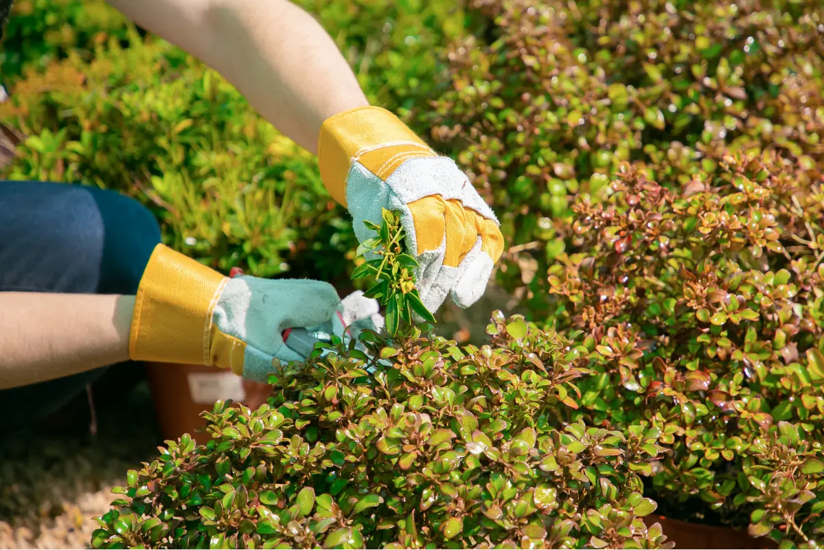 A worker uses a weed whacker to trim the edges of a landscaped area, creating a clean and defined border.