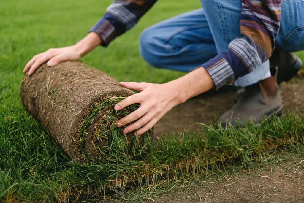 A worker rolls out a fresh roll of sod onto a prepared soil surface in a residential backyard.